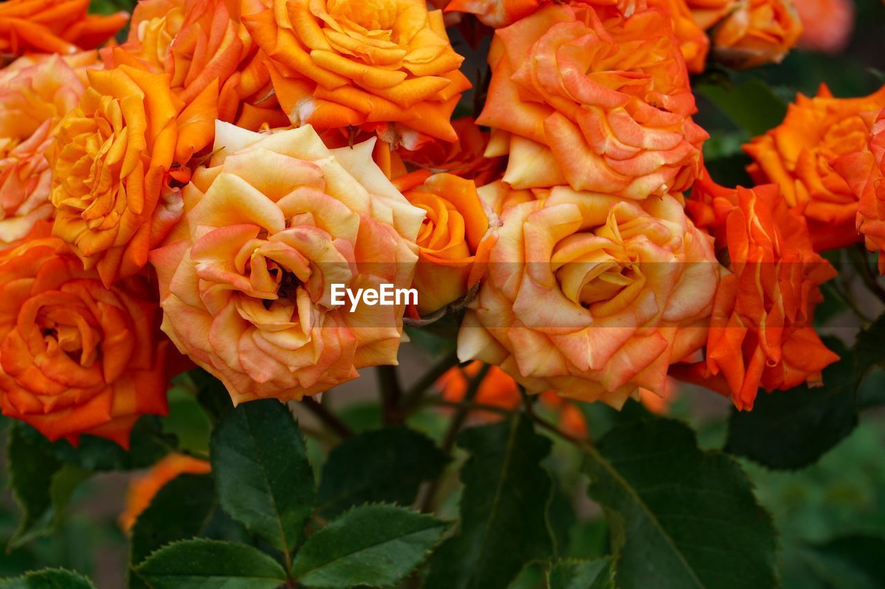 CLOSE-UP OF ORANGE ROSE FLOWERS