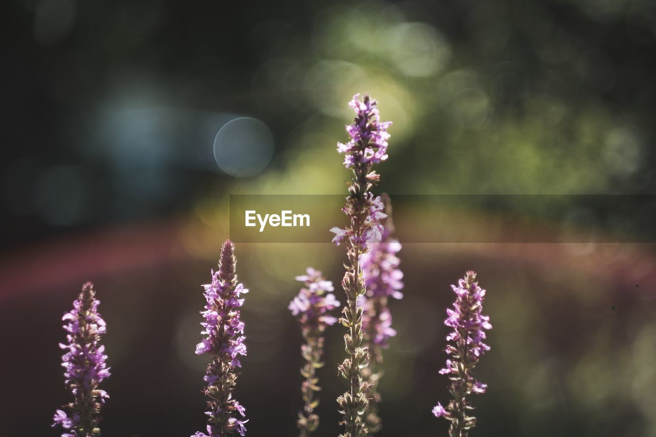 Close-up of purple flowering plant