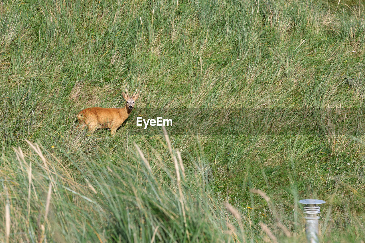 Deer on grassy field