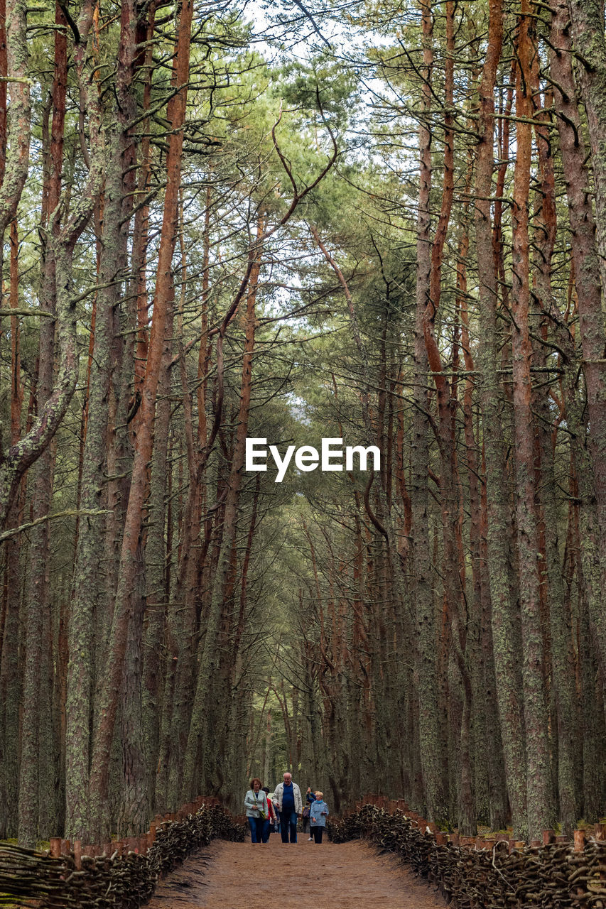 REAR VIEW OF PEOPLE WALKING IN FOREST