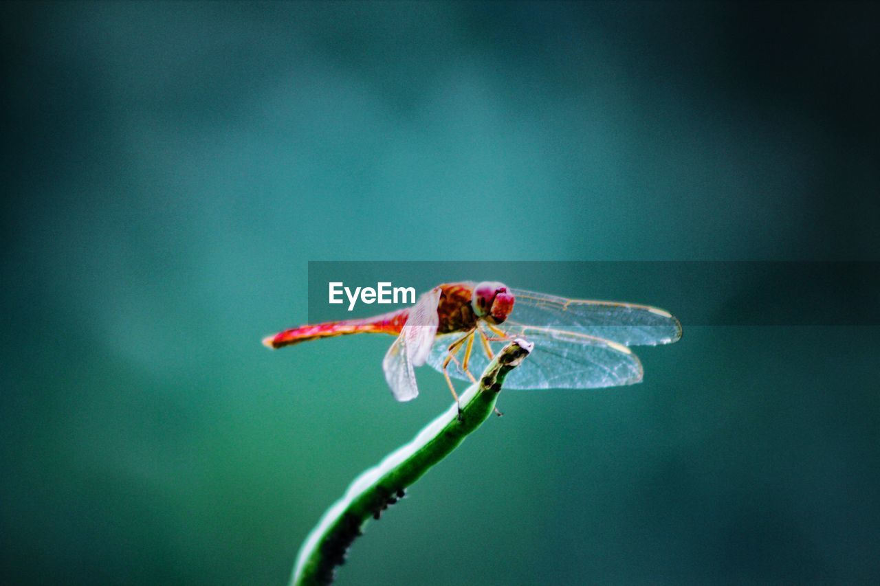 Close-up of dragonfly on flower