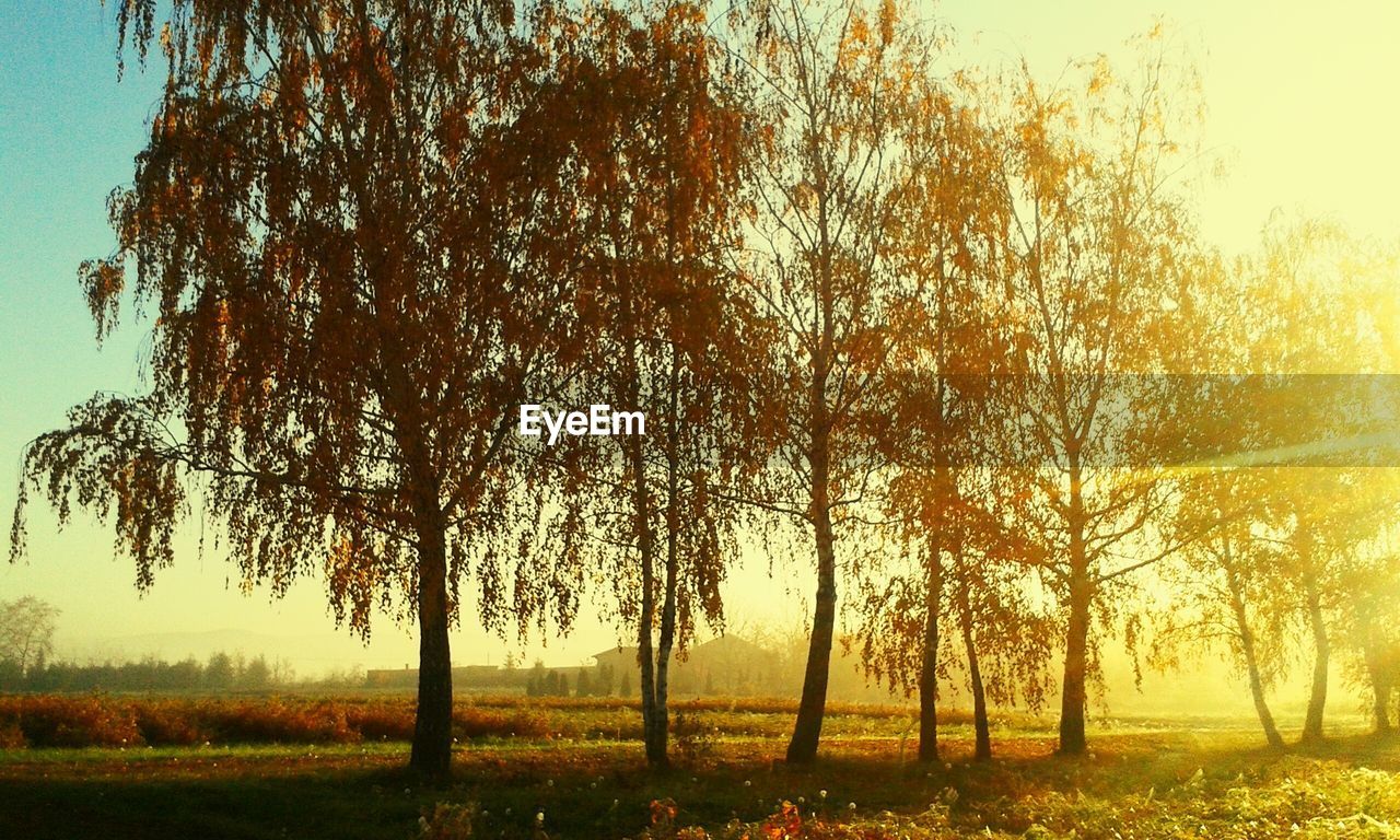 BARE TREES ON GRASSY FIELD