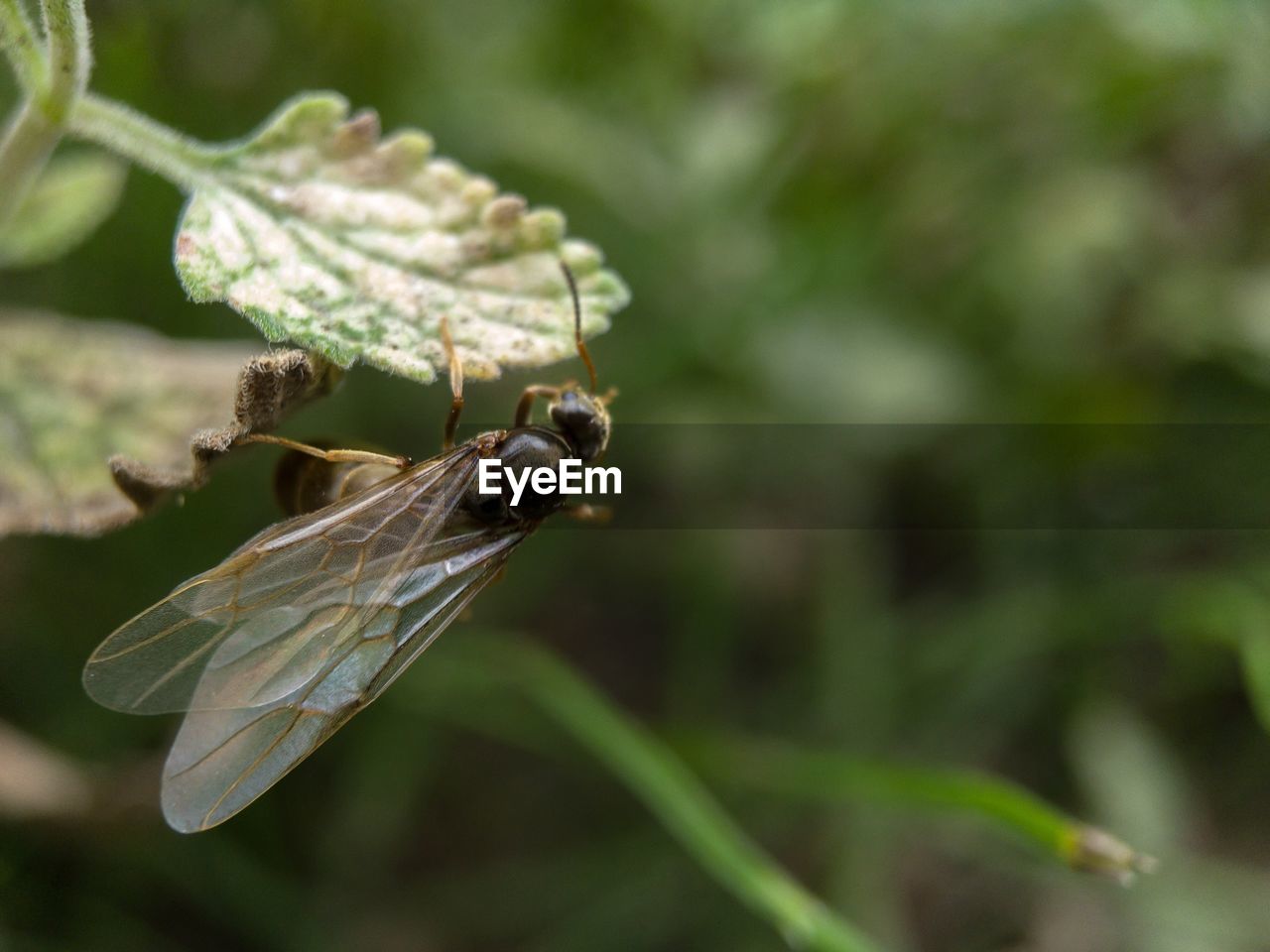 CLOSE-UP OF GRASSHOPPER ON LEAF