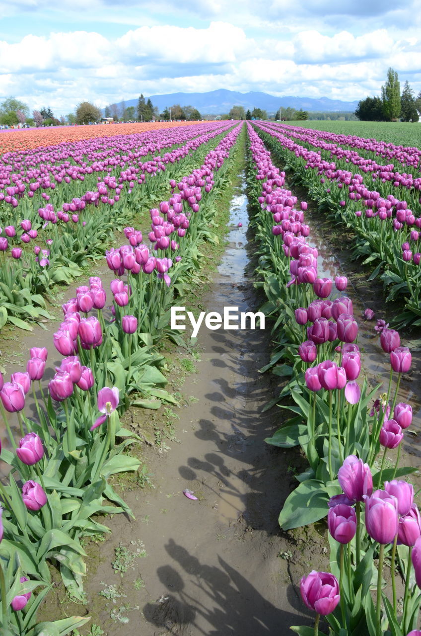 PURPLE FLOWERS BLOOMING IN FIELD