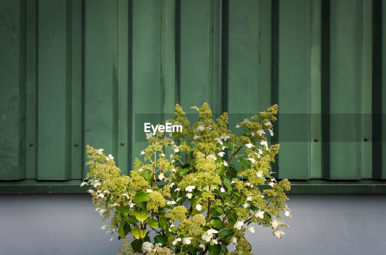 Hydrangea flower plant growing against corrugated metal wall
