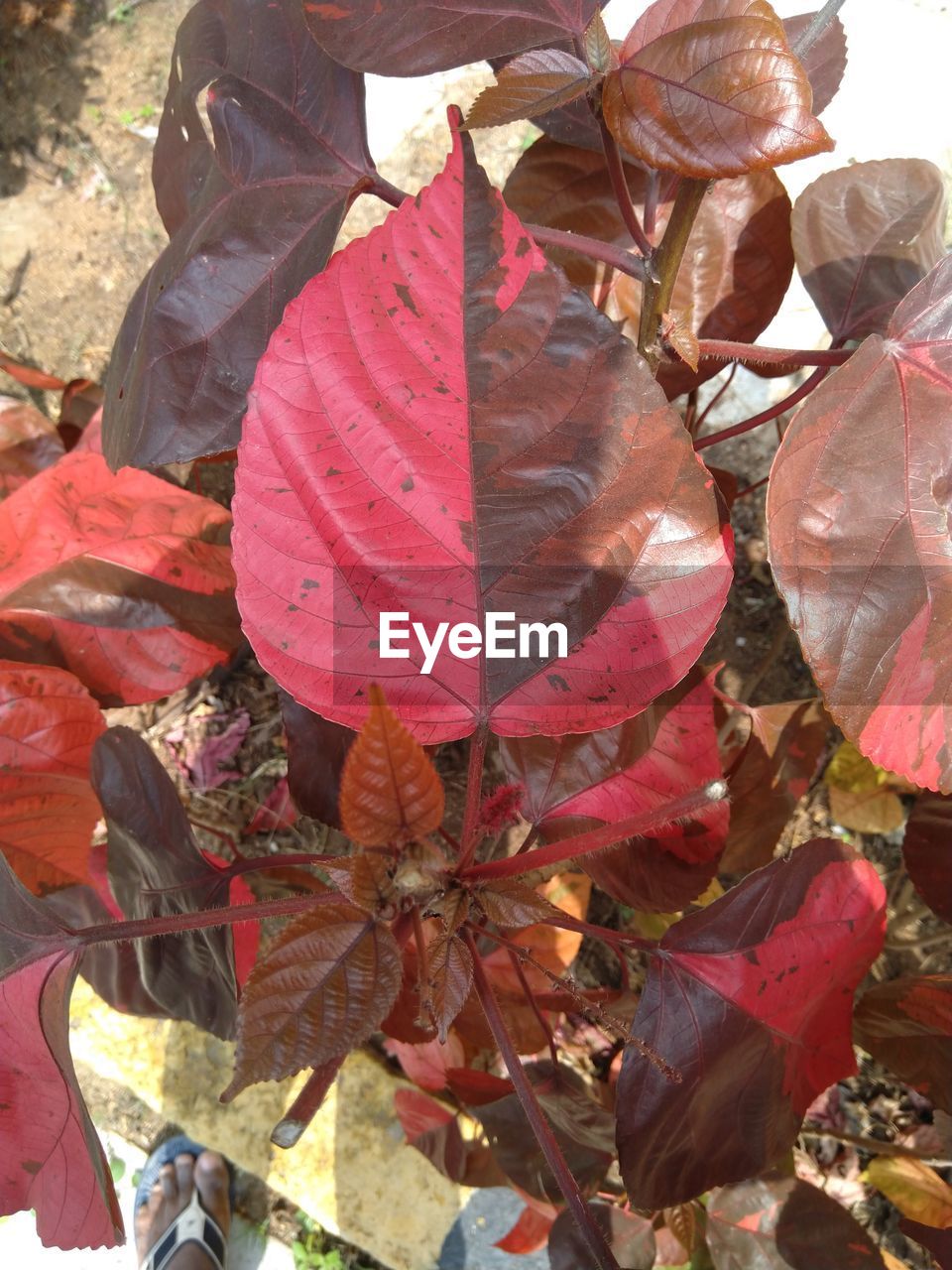 CLOSE-UP OF MAPLE LEAVES ON ROAD