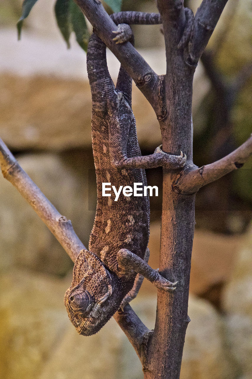 Close-up of chameleon on plant