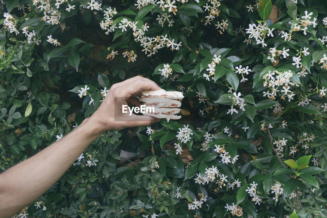 A person hand holding a ham sandwich against flowering plant background