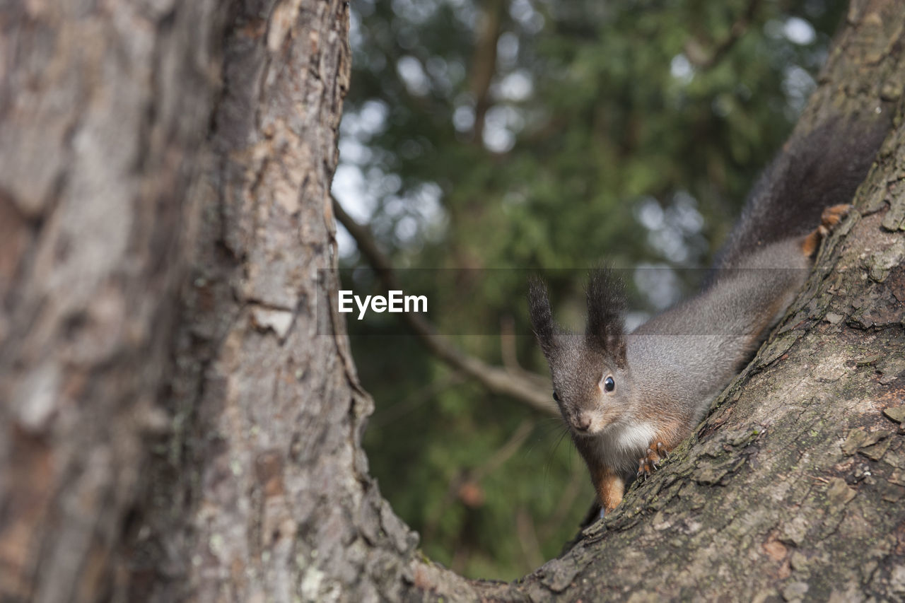 animal, animal themes, animal wildlife, tree, one animal, squirrel, wildlife, mammal, tree trunk, nature, trunk, rodent, branch, plant, no people, outdoors, cute, forest, land, animal body part, close-up, day