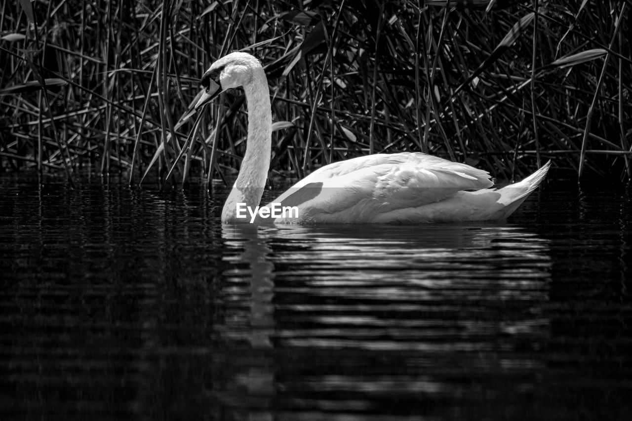 Swan swimming in lake