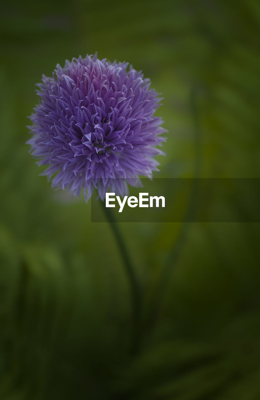 Close-up of purple flowers