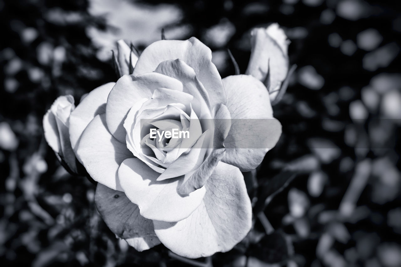 Close-up of rose blooming in garden