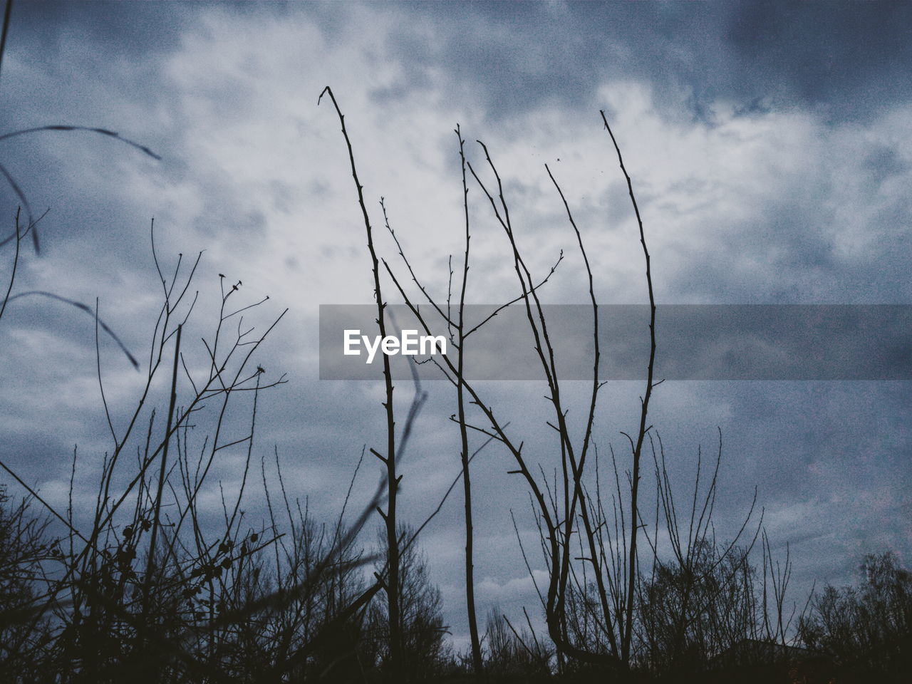 LOW ANGLE VIEW OF TREES AGAINST CLOUDY SKY