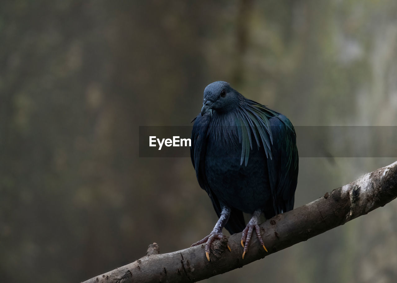 animal themes, bird, animal, animal wildlife, wildlife, perching, one animal, beak, nature, branch, tree, black, close-up, no people, focus on foreground, outdoors, full length, plant, raven, day, crow