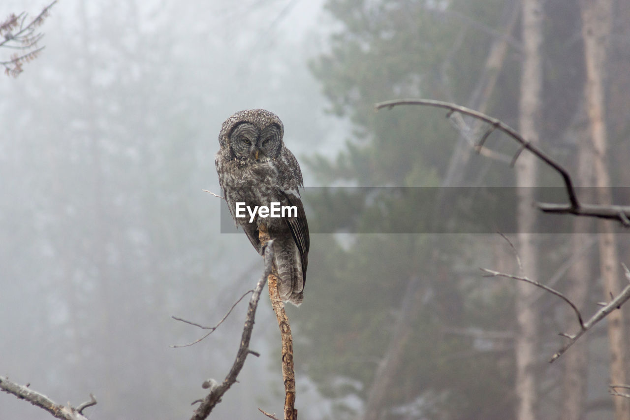 Bird perching on a tree