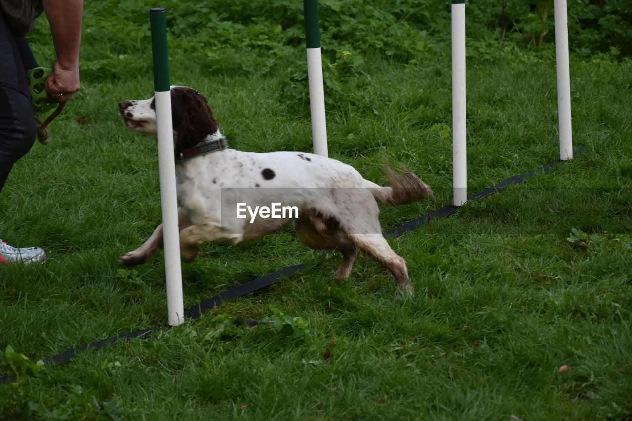 DOG ON GRASSLAND