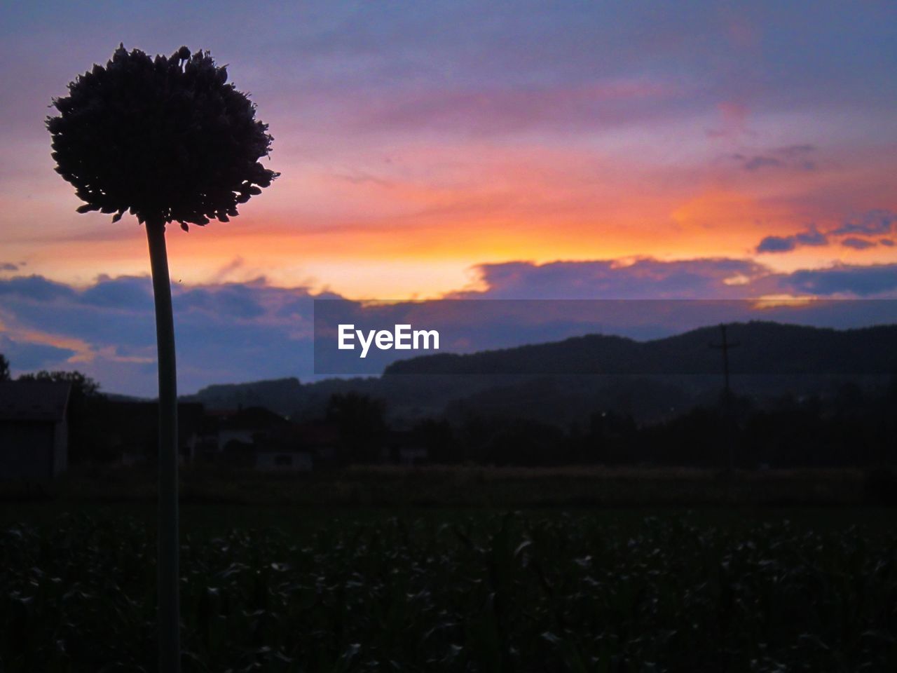 SILHOUETTE TREES ON FIELD AGAINST ORANGE SKY