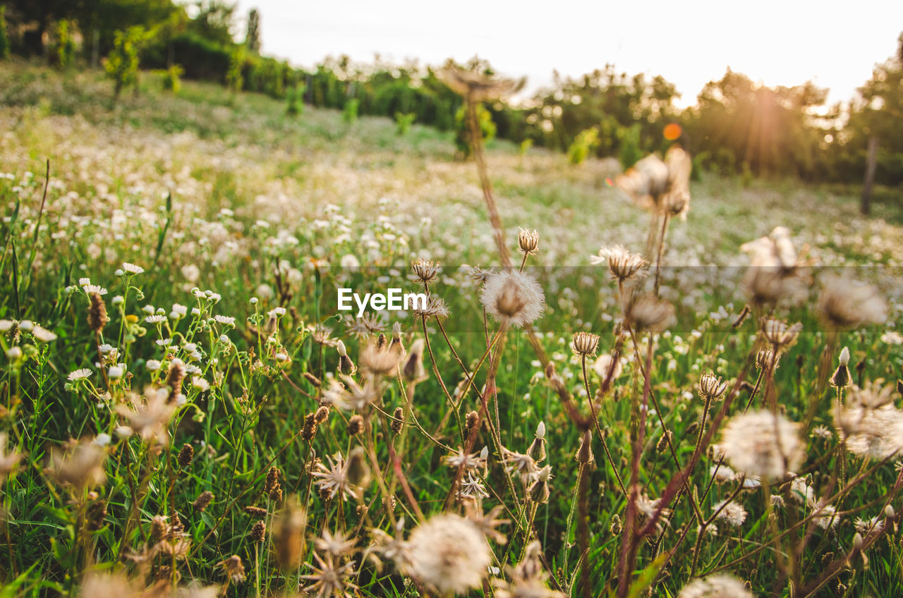 Close-up of flowering plants growing on field