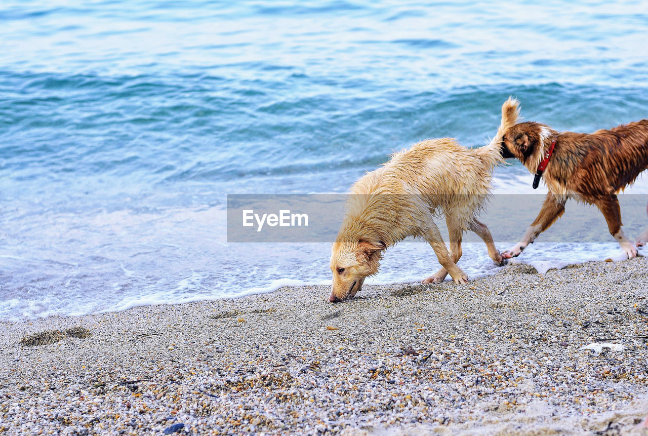 Dogs on shore at beach