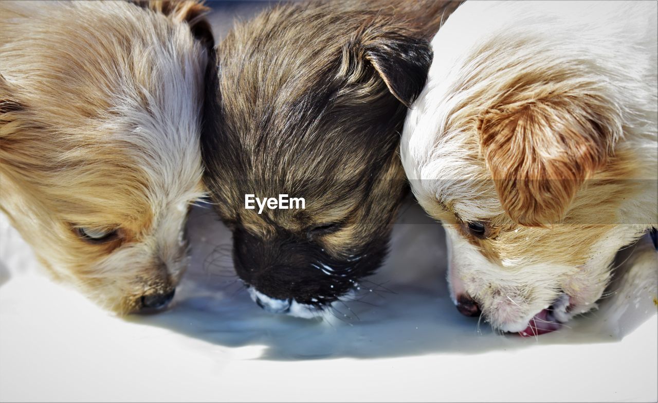 High angle view of puppy sleeping