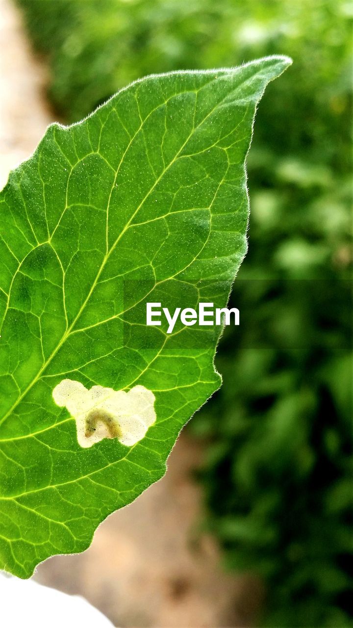 CLOSE-UP OF INSECT ON PLANT