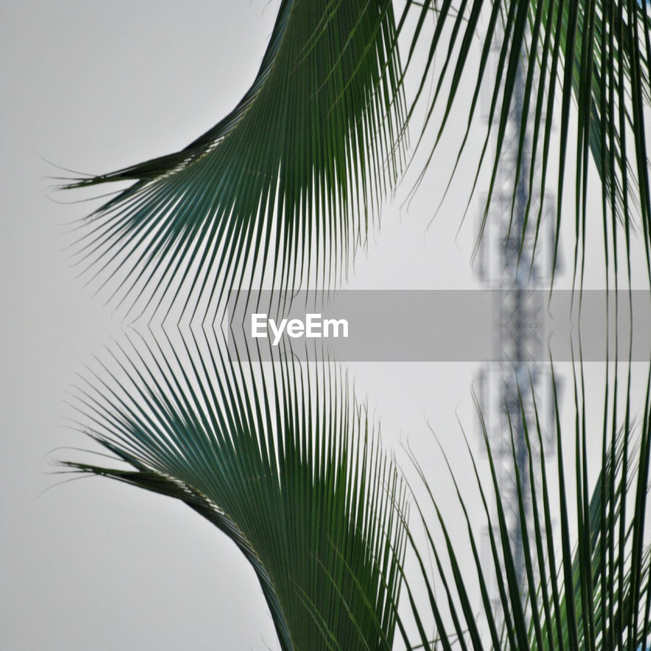CLOSE-UP OF PALM TREE BRANCH AGAINST SKY