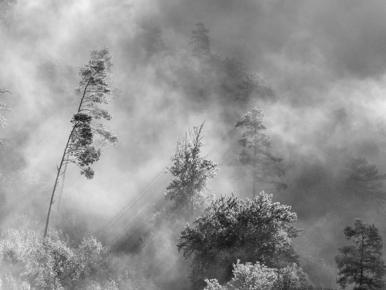 Low angle view of trees against sky in forest