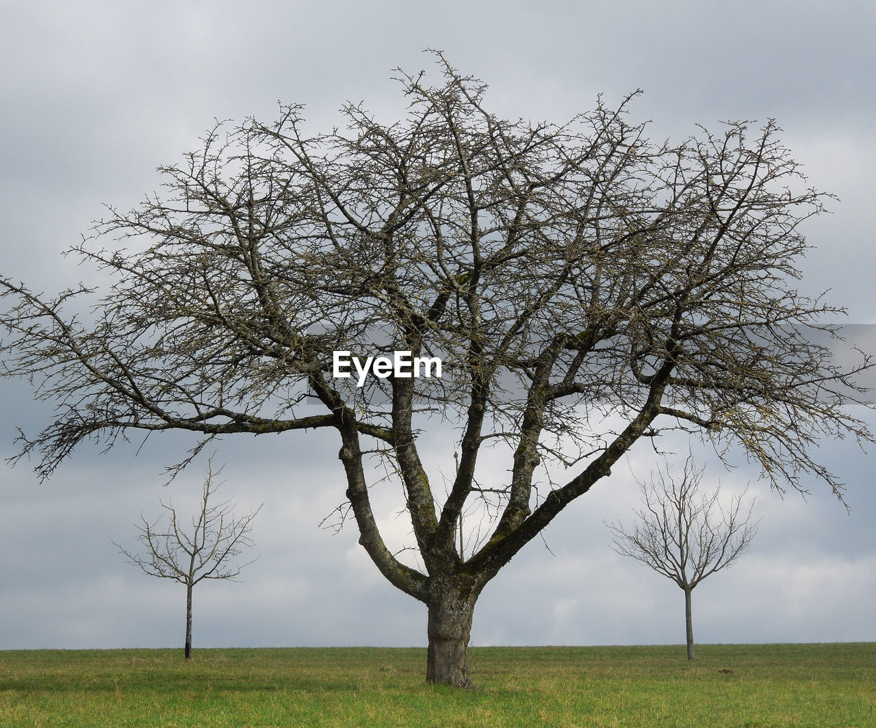 Bare tree on field against sky