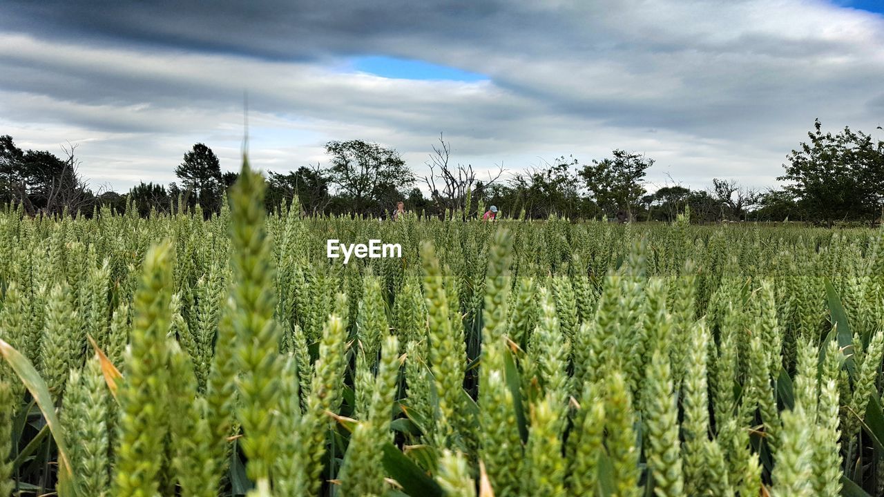 Mid distant view of farmers working in farm against cloudy sky