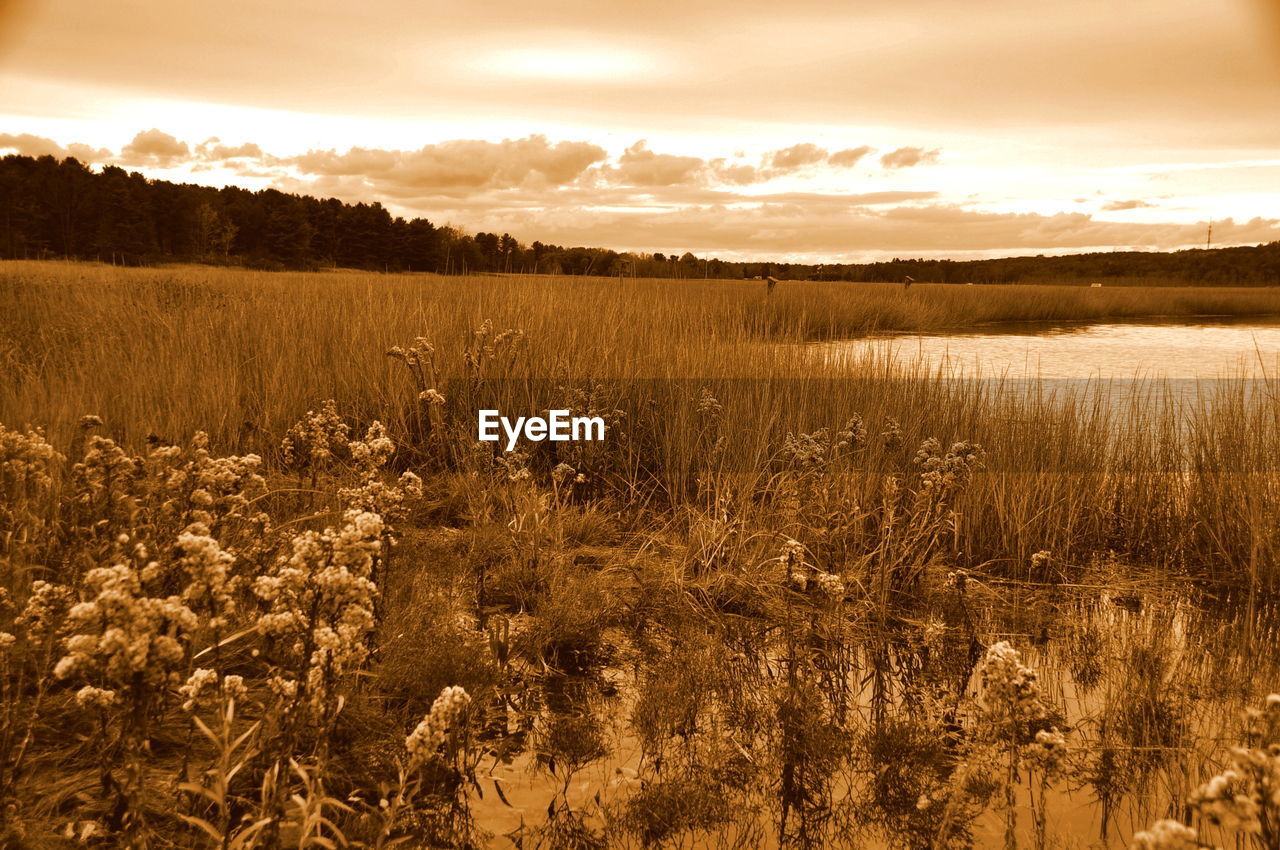 Scenic view of landscape against sky