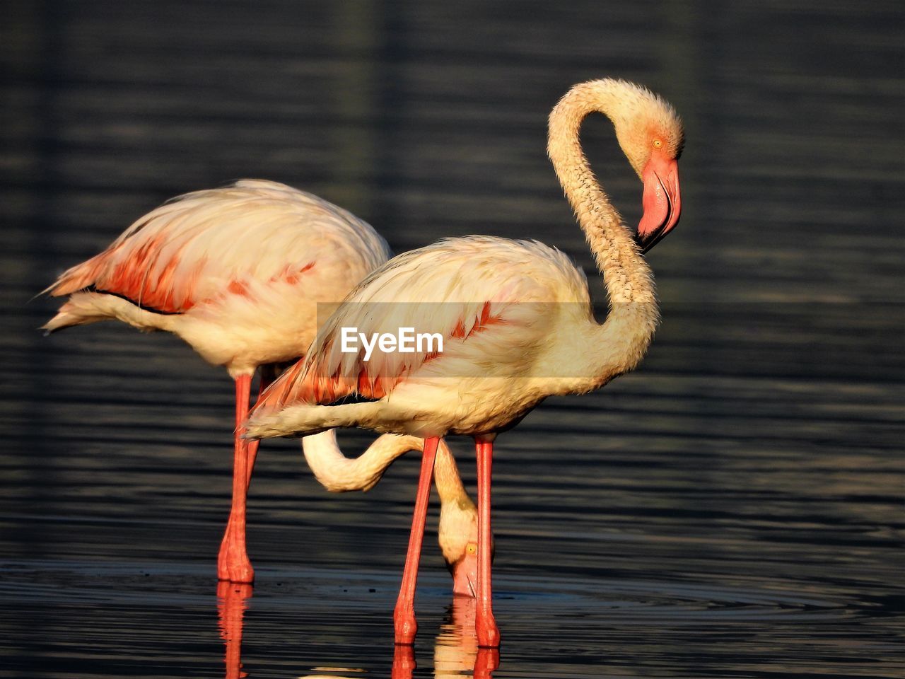 Greater flamingos 