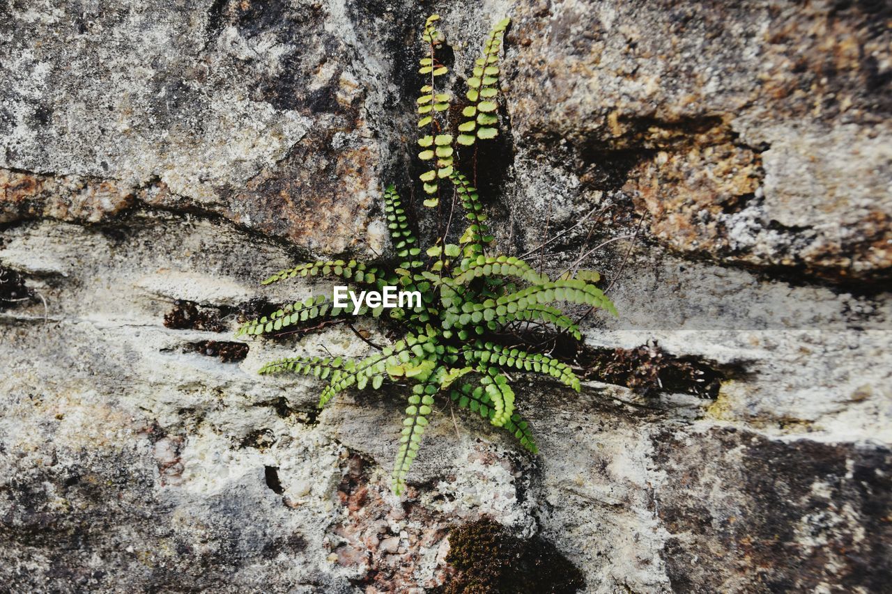 High angle view of plant growing on wall