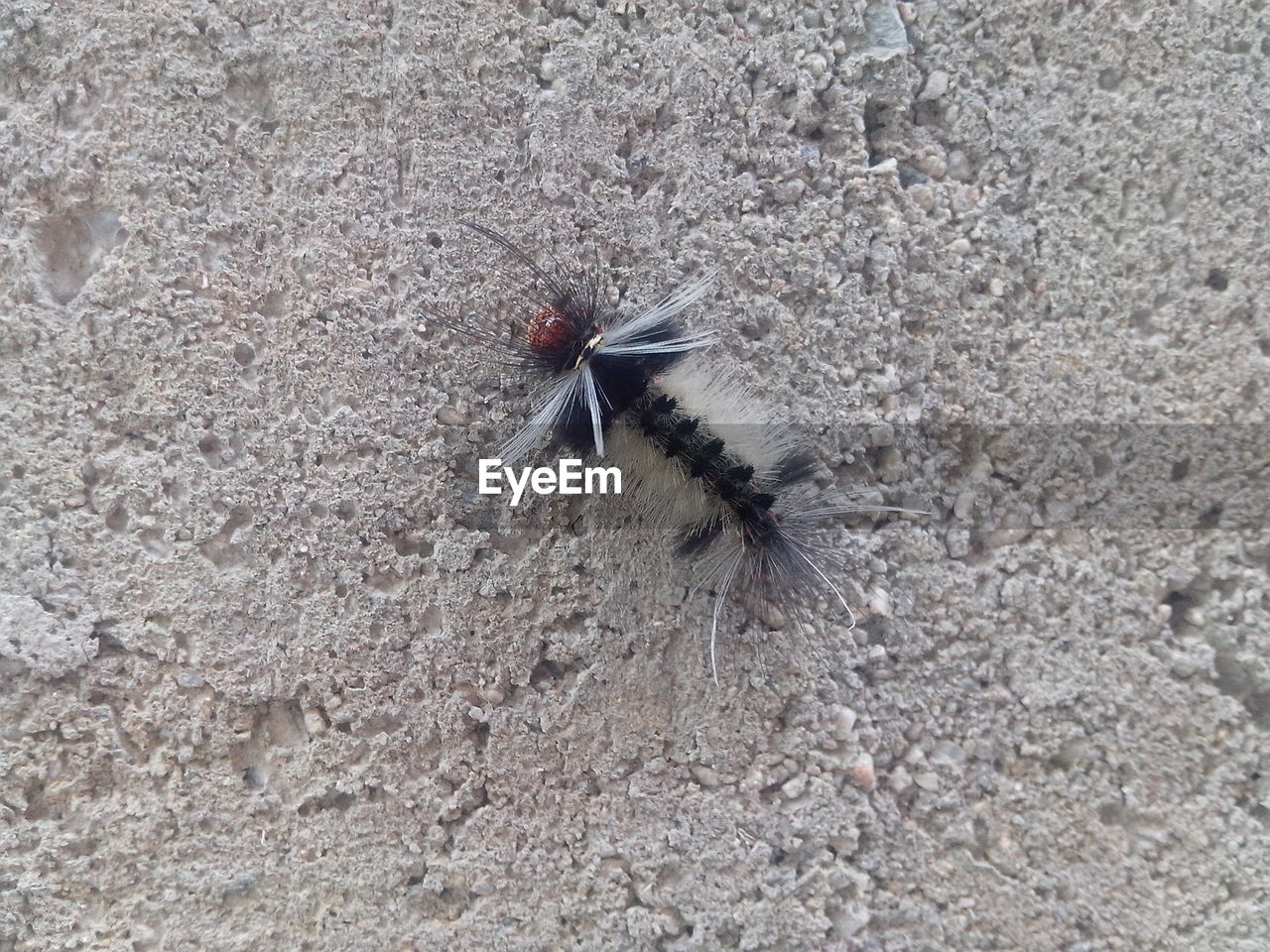 Close-up of insect on wall