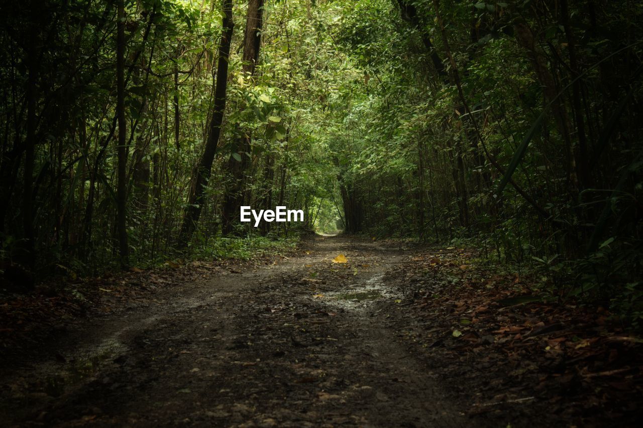 ROAD PASSING THROUGH FOREST