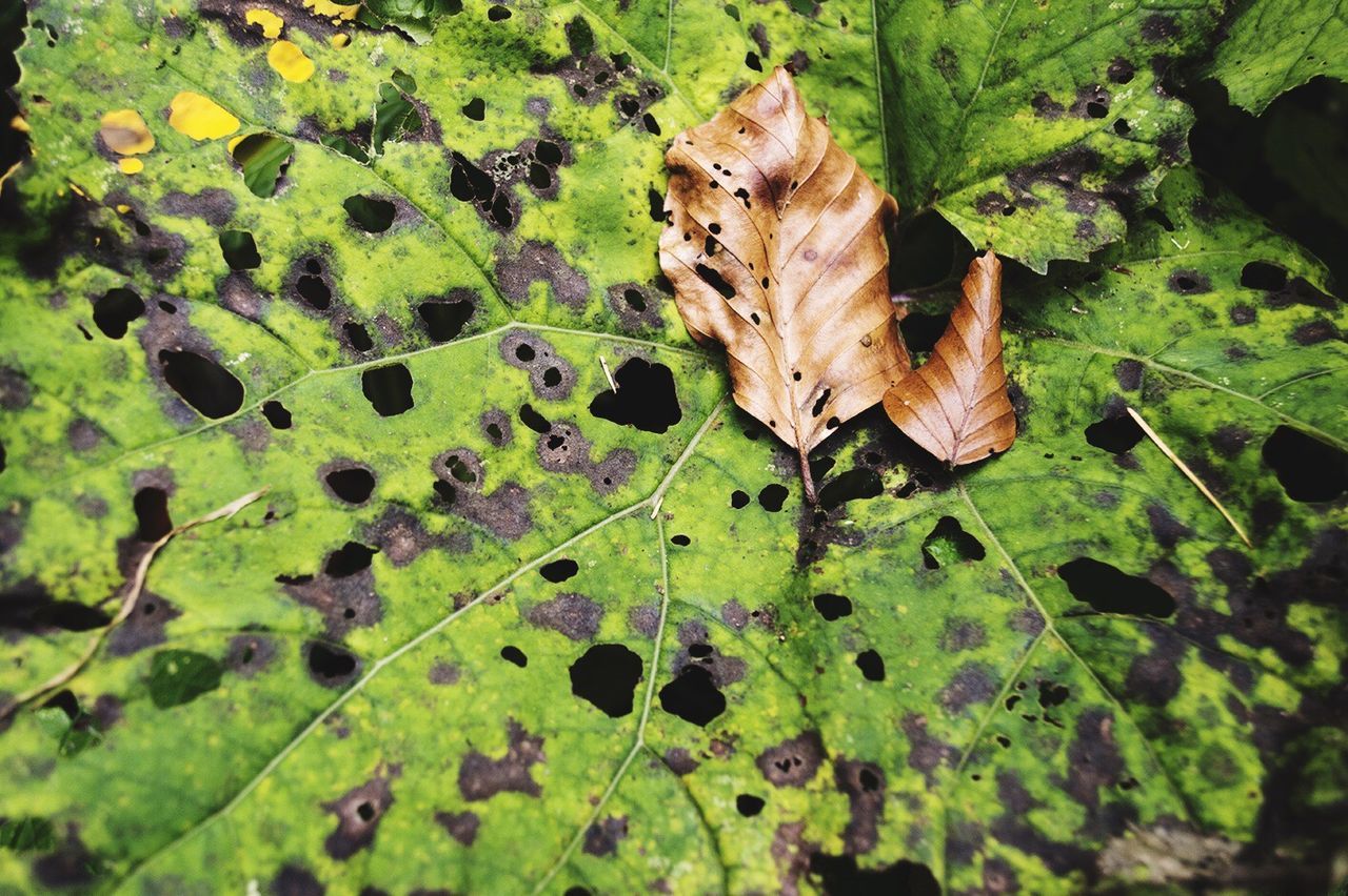 Full frame of leaves