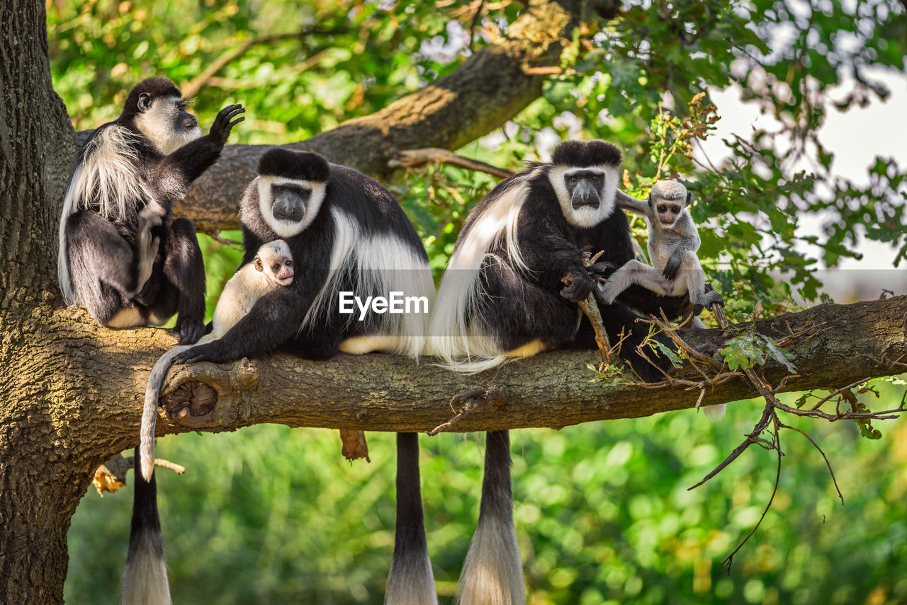 VIEW OF MONKEY SITTING ON BRANCH