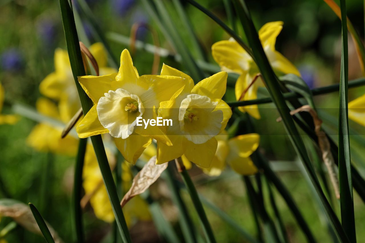 CLOSE-UP OF YELLOW DAFFODIL FLOWERS