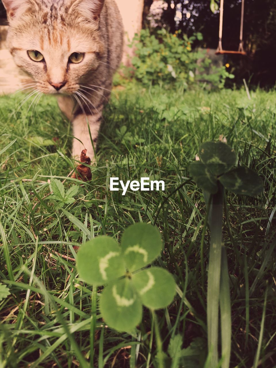 Close-up portrait of a cat