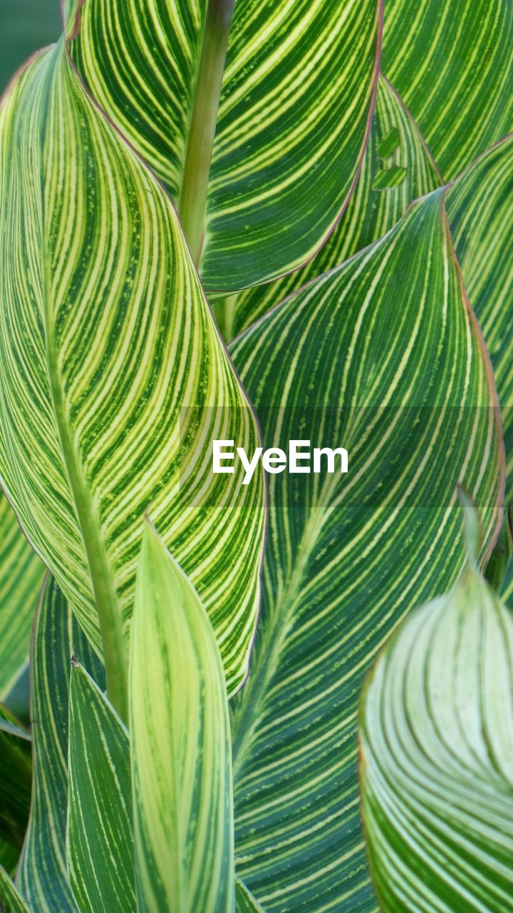 Full frame shot of palm leaves