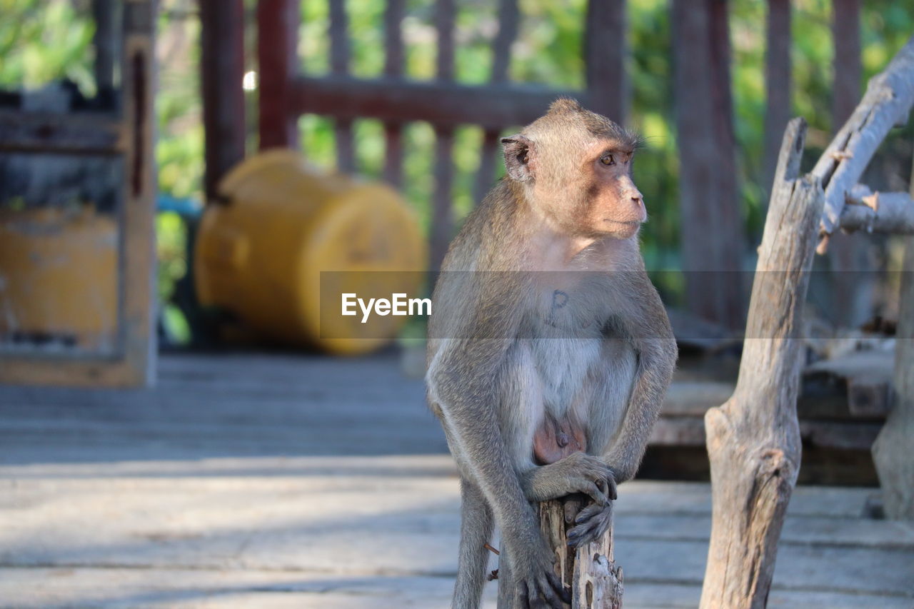 close-up of monkey on railing