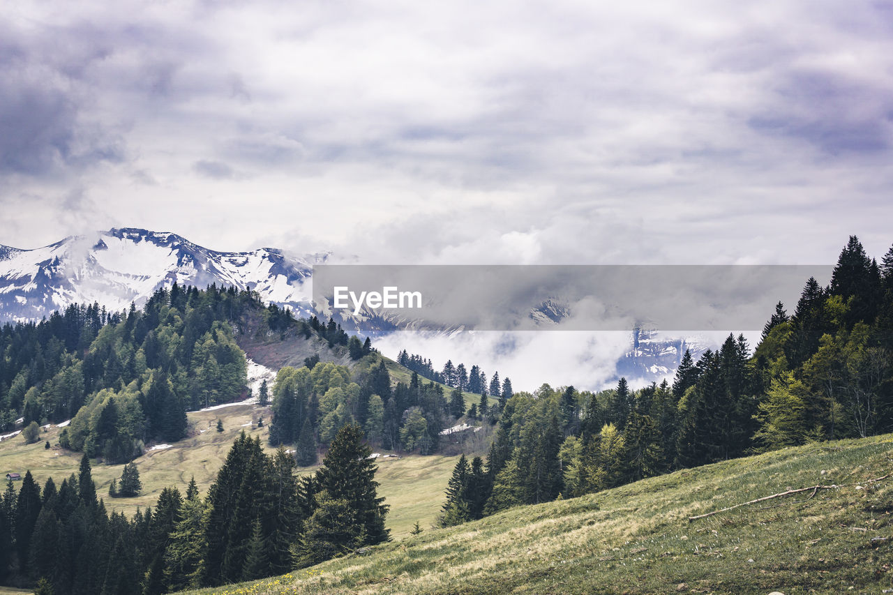 Panoramic view of pine trees against sky