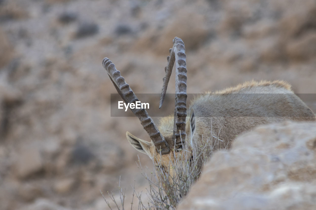 HIGH ANGLE VIEW OF GIRAFFE