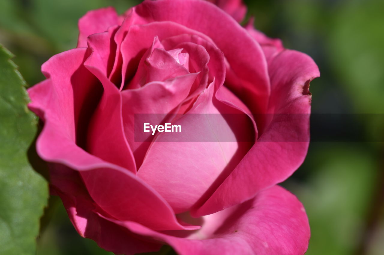 Close-up of pink rose