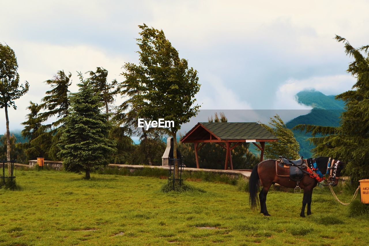 VIEW OF HORSE ON FIELD AGAINST SKY