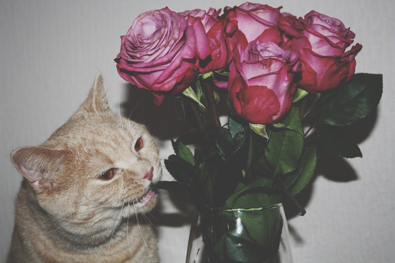 Close-up of cat with rose vase