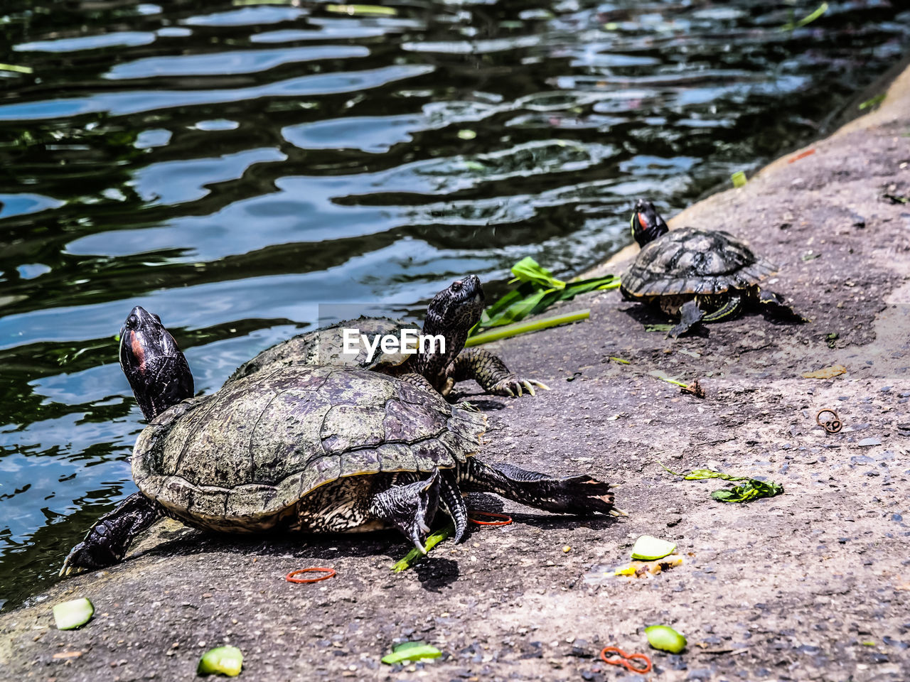 VIEW OF TURTLE ON LAKE