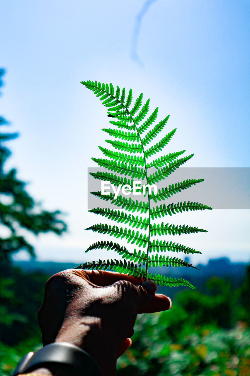 Midsection of person holding plant against sky