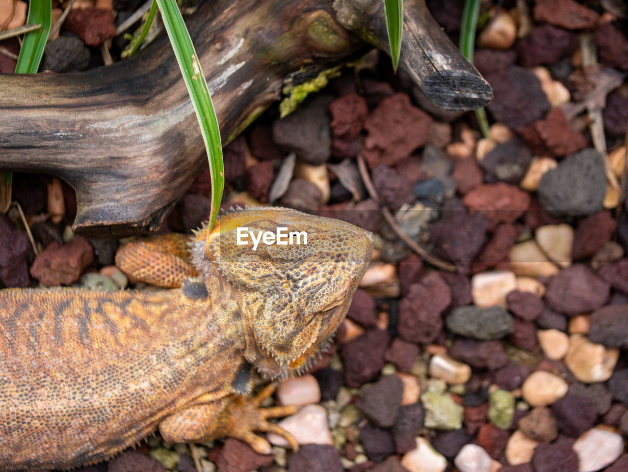 CLOSE-UP OF A LIZARD ON ROCK
