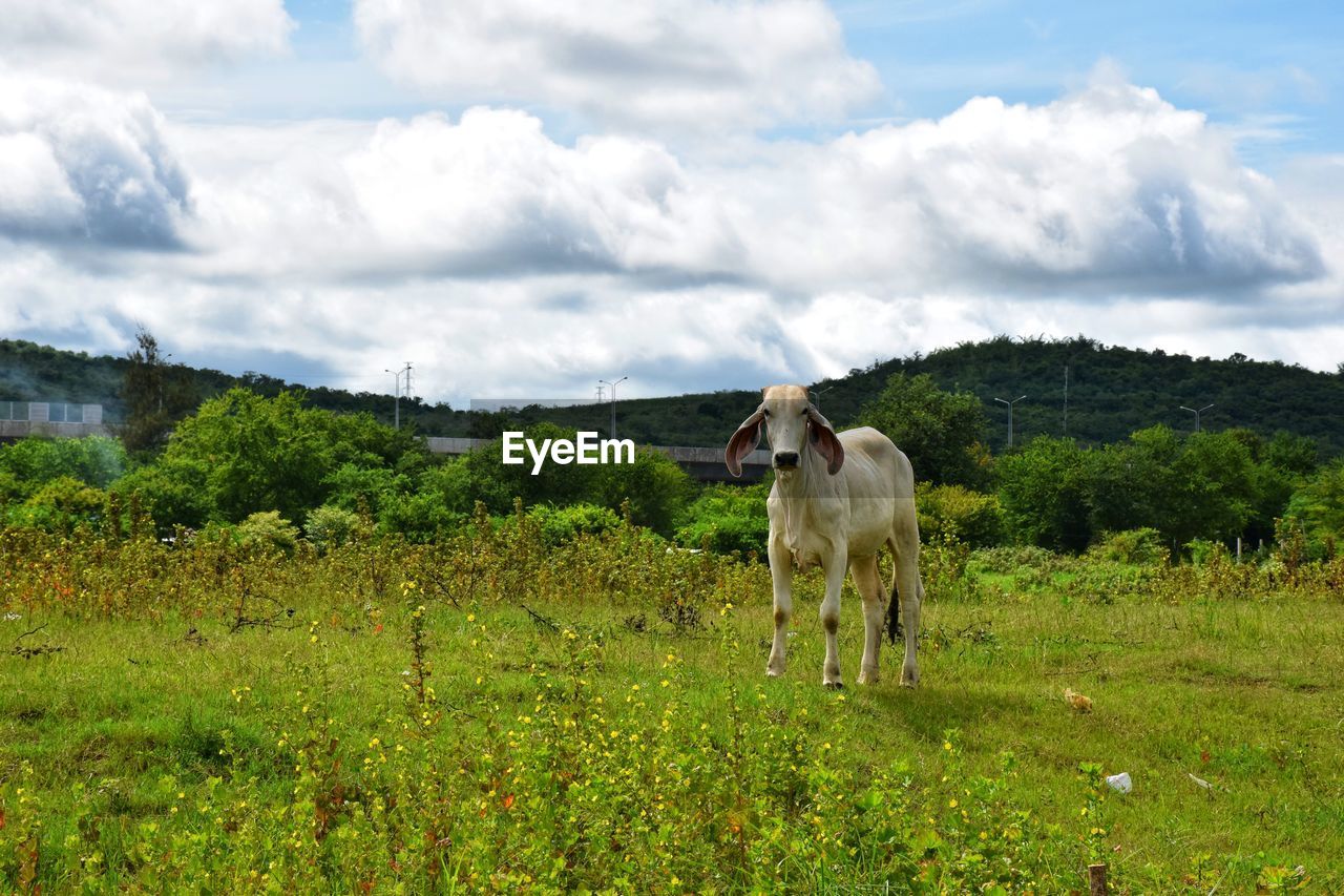 Cow standing in a field