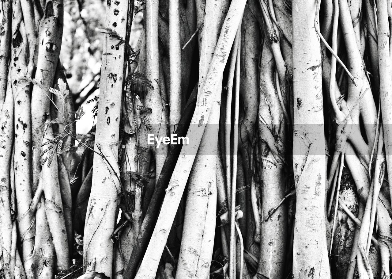 FULL FRAME SHOT OF BAMBOO TREE TRUNK